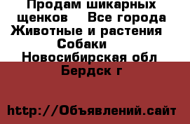 Продам шикарных щенков  - Все города Животные и растения » Собаки   . Новосибирская обл.,Бердск г.